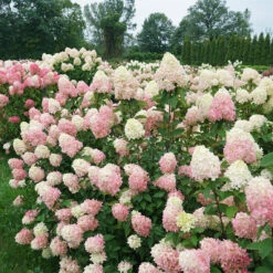 Limelight Prime® Panicle Hydrangea -Great Garden Plants Shop hydrangea limelight prime 7