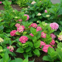 Let's Dance Big Band® Bigleaf Hydrangea -Great Garden Plants Shop hydrangea macrophylla lets dance big band 3