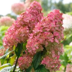 Fire Light® Panicle Hydrangea -Great Garden Plants Shop hydrangea paniculata fire light 3 sw