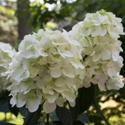 Fire Light® Panicle Hydrangea -Great Garden Plants Shop hydrangea paniculata fire light 4 sw