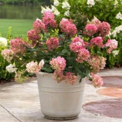 Fire Light® Panicle Hydrangea -Great Garden Plants Shop hydrangea paniculata fire light 5 sw