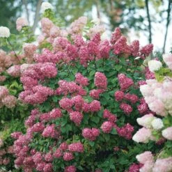 Fire Light® Panicle Hydrangea -Great Garden Plants Shop hydrangea paniculata fire light 6 sw