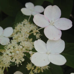 Little Quick Fire® Panicle Hydrangea -Great Garden Plants Shop hydrangea paniculata quick fire 3
