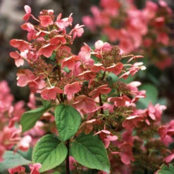 Little Quick Fire® Panicle Hydrangea -Great Garden Plants Shop hydrangea paniculata quick fire 4