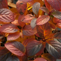 Little Quick Fire® Panicle Hydrangea -Great Garden Plants Shop hydrangea paniculata quick fire 5