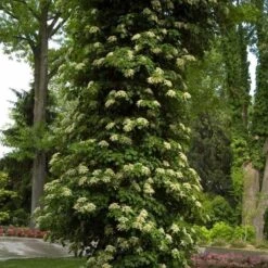 Climbing Hydrangea