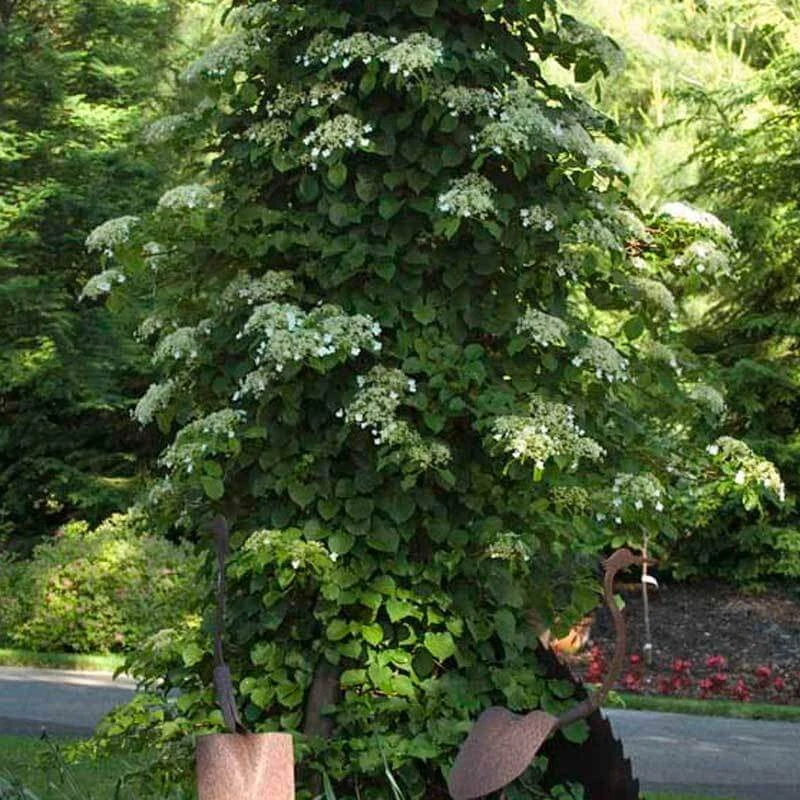 Climbing Hydrangea Climbing Hydrangea -Great Garden Plants Shop hydrangea petiolaris 2 sw