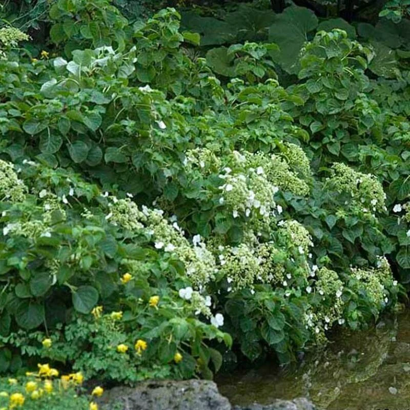 Climbing Hydrangea Climbing Hydrangea -Great Garden Plants Shop hydrangea petiolaris 3 sw