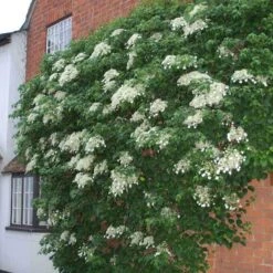 Climbing Hydrangea 3 Climbing Hydrangea -Great Garden Plants Shop hydrangea petiolaris 4 sw