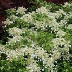 Climbing Hydrangea 4 Climbing Hydrangea -Great Garden Plants Shop hydrangea petiolaris 5 sw