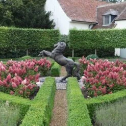 Pinky Winky® Panicle Hydrangea -Great Garden Plants Shop hydrangea pinky winky 3