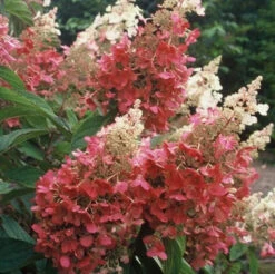 Pinky Winky® Panicle Hydrangea -Great Garden Plants Shop hydrangea pinky winky 4
