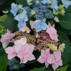 Hydrangeas For Small Spaces Collection -Great Garden Plants Shop hydrangea tuff stuff ah ha 5
