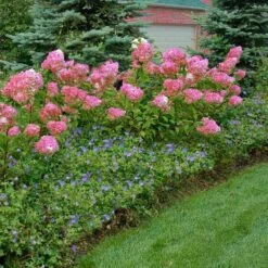 Vanilla Strawberry® Panicle Hydrangea 5 Vanilla Strawberry® Panicle Hydrangea -Great Garden Plants Shop hydrangea vanilla strawberry 10
