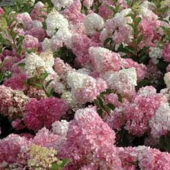 Vanilla Strawberry® Panicle Hydrangea 2 Vanilla Strawberry® Panicle Hydrangea -Great Garden Plants Shop hydrangea vanilla strawberry 3