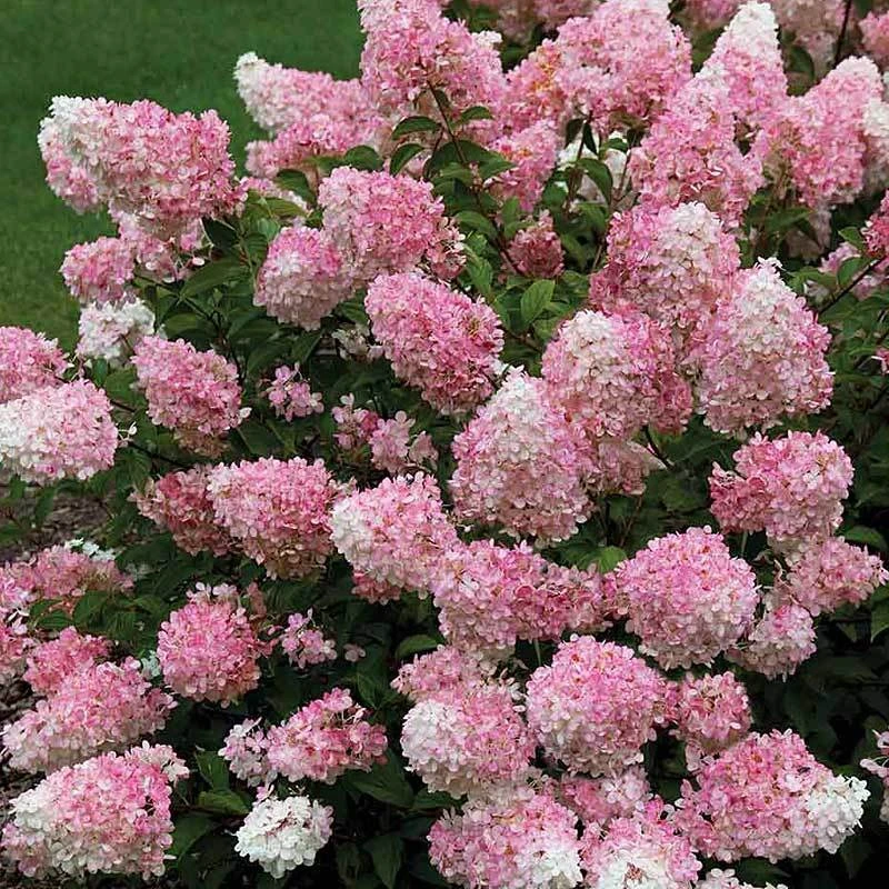 Vanilla Strawberry® Panicle Hydrangea Vanilla Strawberry® Panicle Hydrangea -Great Garden Plants Shop hydrangea vanilla strawberry 4