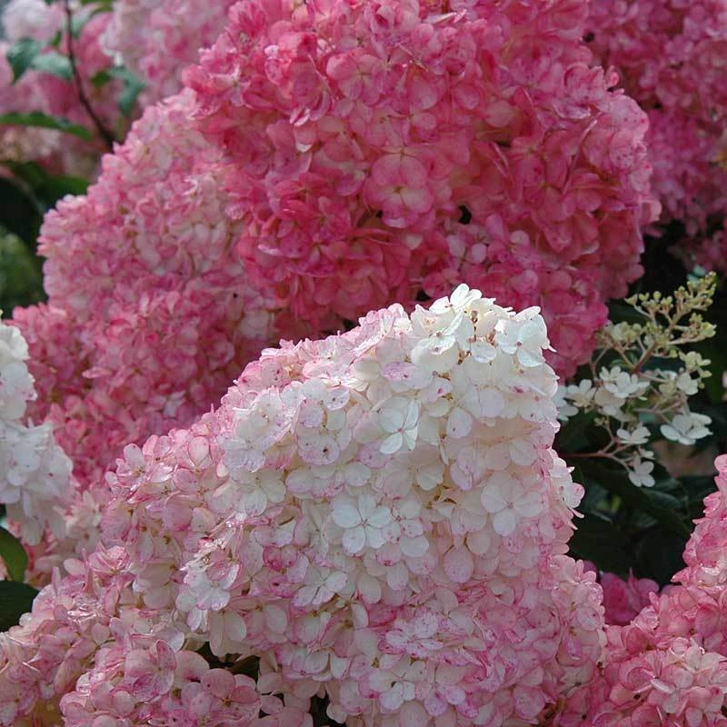 Vanilla Strawberry® Panicle Hydrangea Vanilla Strawberry® Panicle Hydrangea -Great Garden Plants Shop hydrangea vanilla strawberry 5