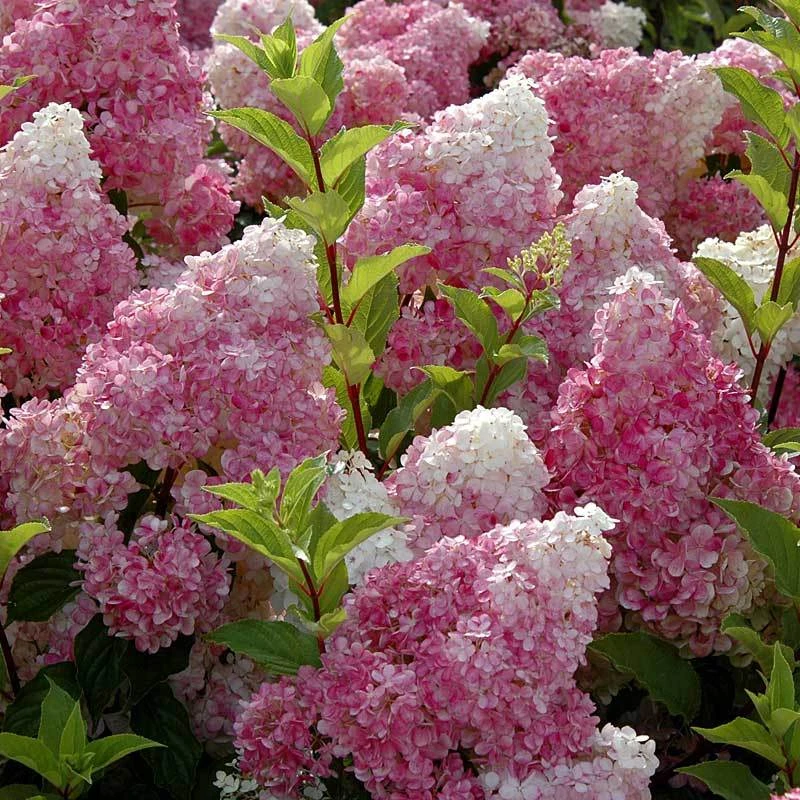 Vanilla Strawberry® Panicle Hydrangea Vanilla Strawberry® Panicle Hydrangea -Great Garden Plants Shop hydrangea vanilla strawberry 6