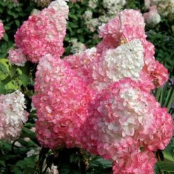 Vanilla Strawberry® Panicle Hydrangea 4 Vanilla Strawberry® Panicle Hydrangea -Great Garden Plants Shop hydrangea vanilla strawberry 7
