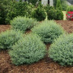 Blues Festival® St. John's Wort -Great Garden Plants Shop hypericum blues festival 3 sw