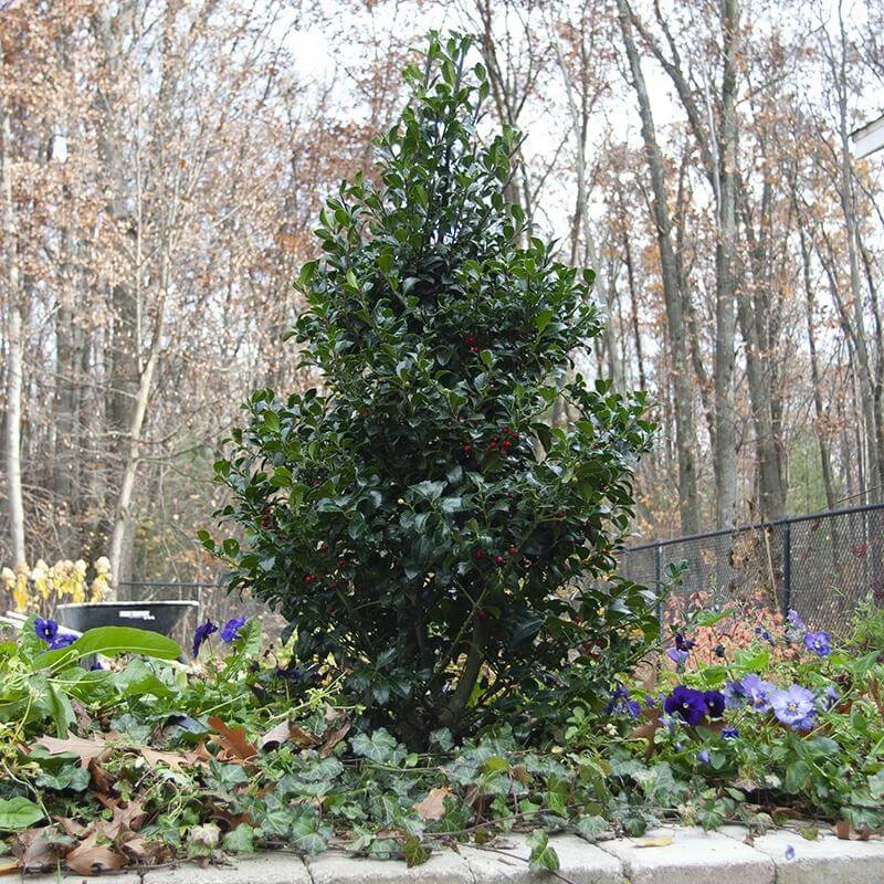 Castle Spire® Blue Holly Castle Spire® Blue Holly -Great Garden Plants Shop ilex castle spire 1 sw