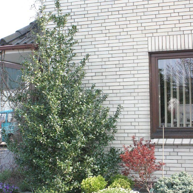 Castle Spire® Blue Holly Castle Spire® Blue Holly -Great Garden Plants Shop ilex castle spire 2 sw