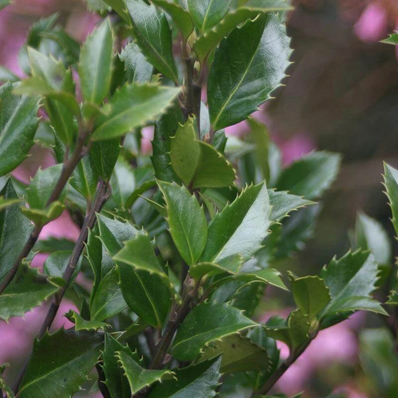 Castle Wall® Blue Holly Castle Wall® Blue Holly -Great Garden Plants Shop ilex castle wall 1 sw