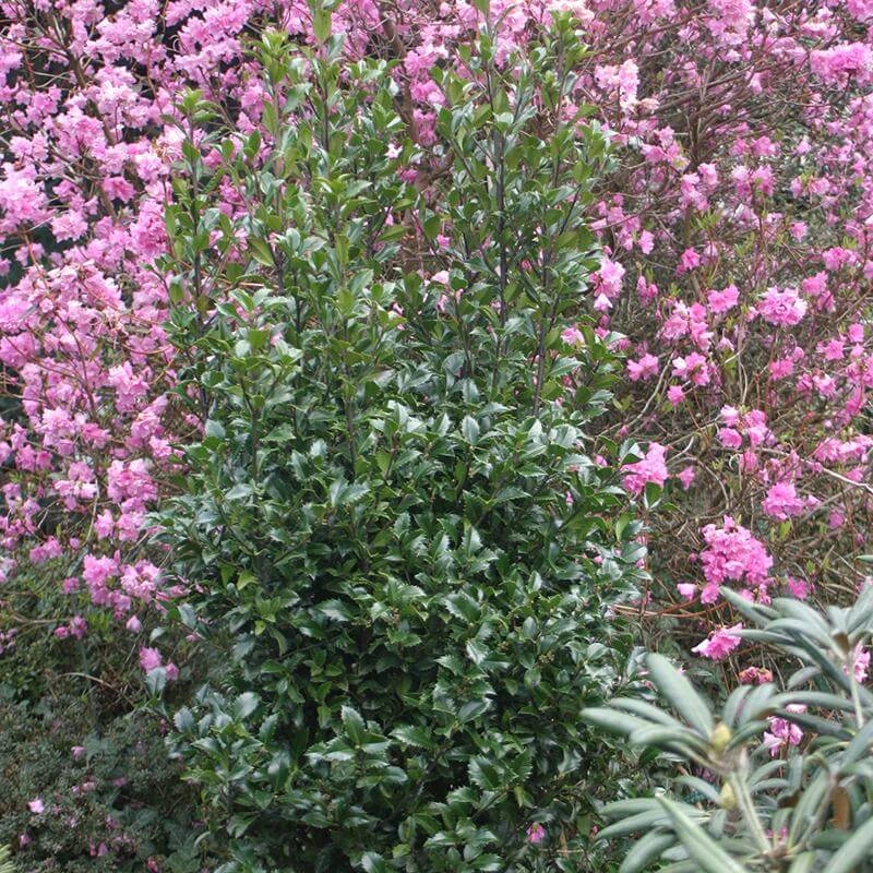 Castle Wall® Blue Holly Castle Wall® Blue Holly -Great Garden Plants Shop ilex castle wall 2 sw