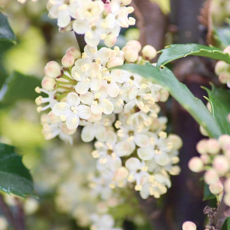 Castle Wall® Blue Holly Castle Wall® Blue Holly -Great Garden Plants Shop ilex castle wall 3 sw