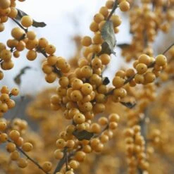 Berry Heavy® Gold Winterberry Holly -Great Garden Plants Shop ilex verticillata berry heavy gold 1 3f32e30d d777 4cf7 93ff 2e94c58e0c4c sw