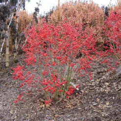 Little Goblin® Red Winterberry Holly -Great Garden Plants Shop ilex verticillata little goblin red 1