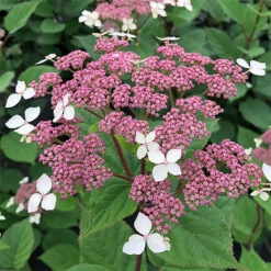 Invincibelle Lace™ Smooth Hydrangea -Great Garden Plants Shop invincibelle lace smooth hydrangea 1
