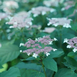 Invincibelle Lace™ Smooth Hydrangea -Great Garden Plants Shop invincibelle lace smooth hydrangea 4