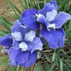 'Painted Desert' Siberian Iris