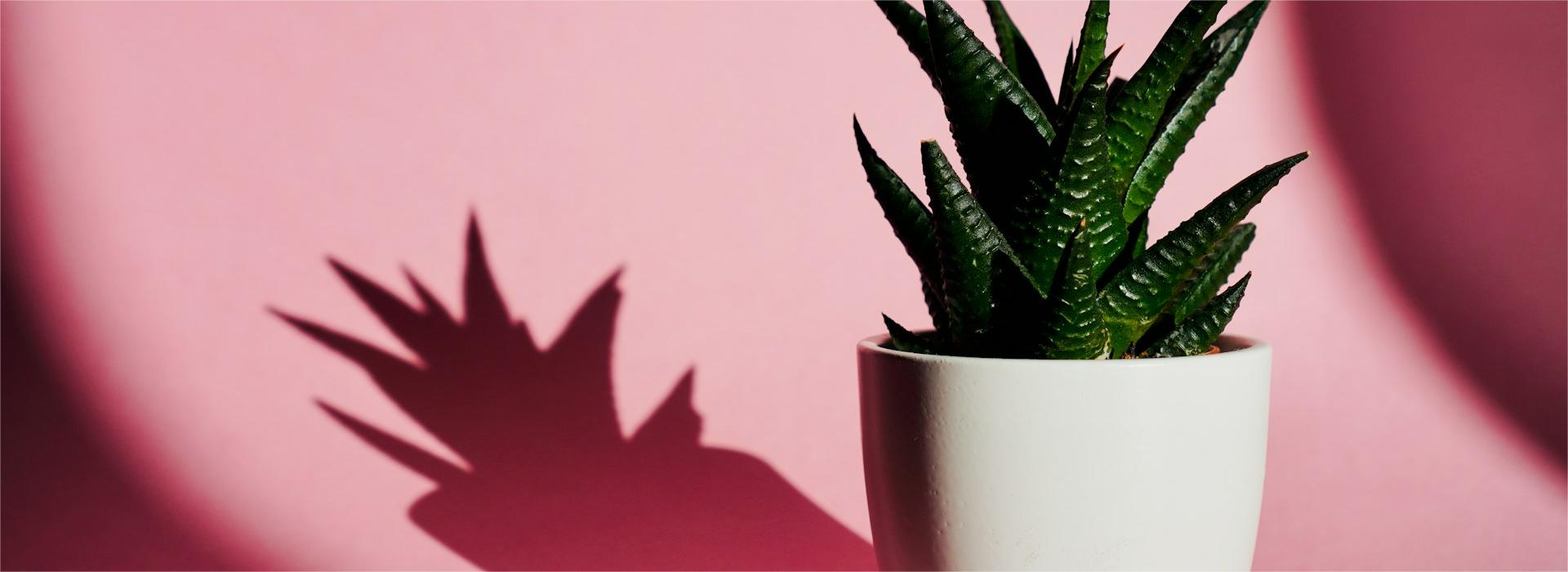 Great Garden Plants Shop -Great Garden Plants Shop john vid wX1W waA9gM unsplash