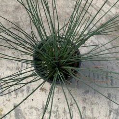 'Blue Arrows' Rush -Great Garden Plants Shop juncus blue arrows 4
