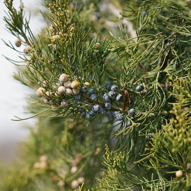 Gin Fizz® Juniper Gin Fizz® Juniper -Great Garden Plants Shop juniperus gin fizz 2 sw