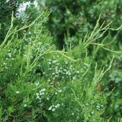 Gin Fizz® Juniper 2 Gin Fizz® Juniper -Great Garden Plants Shop juniperus gin fizz 3 sw