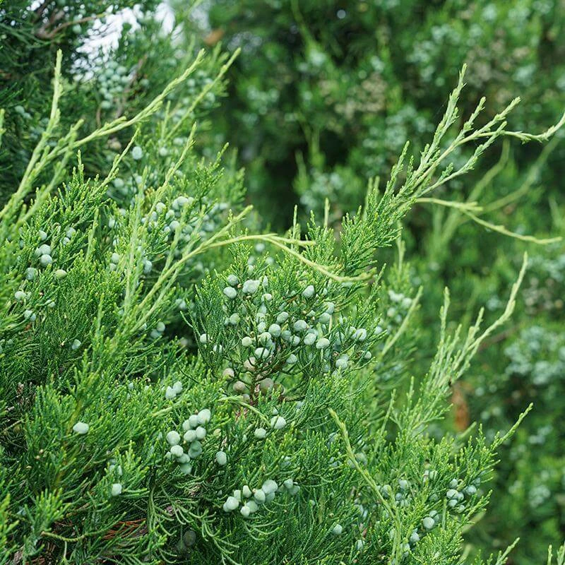 Gin Fizz® Juniper Gin Fizz® Juniper -Great Garden Plants Shop juniperus gin fizz 3 sw