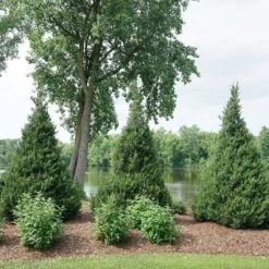 Gin Fizz® Juniper 3 Gin Fizz® Juniper -Great Garden Plants Shop juniperus gin fizz 4 sw