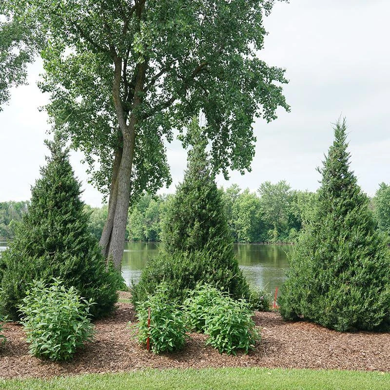 Gin Fizz® Juniper Gin Fizz® Juniper -Great Garden Plants Shop juniperus gin fizz 4 sw