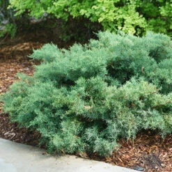 Montana Moss® Juniper