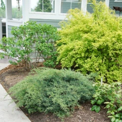 Montana Moss® Juniper -Great Garden Plants Shop juniperus montana moss 3