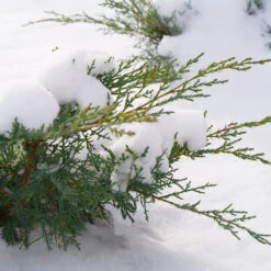 Montana Moss® Juniper -Great Garden Plants Shop juniperus montana moss 4