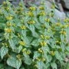 'Hermann's Pride' Spotted Dead-Nettle