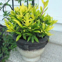 Sicilian Sunshine® Bay Laurel -Great Garden Plants Shop laurus sicilian sunshine 3