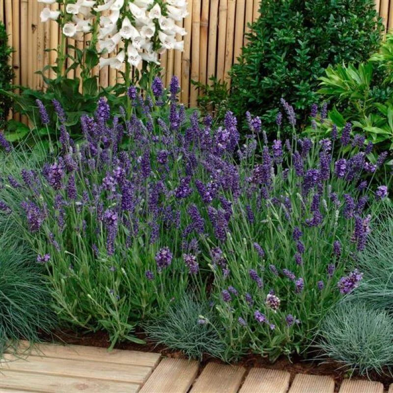 'Ellagance Purple' Lavender 'Ellagance Purple' Lavender -Great Garden Plants Shop lavandula ellagance purple 2 sw