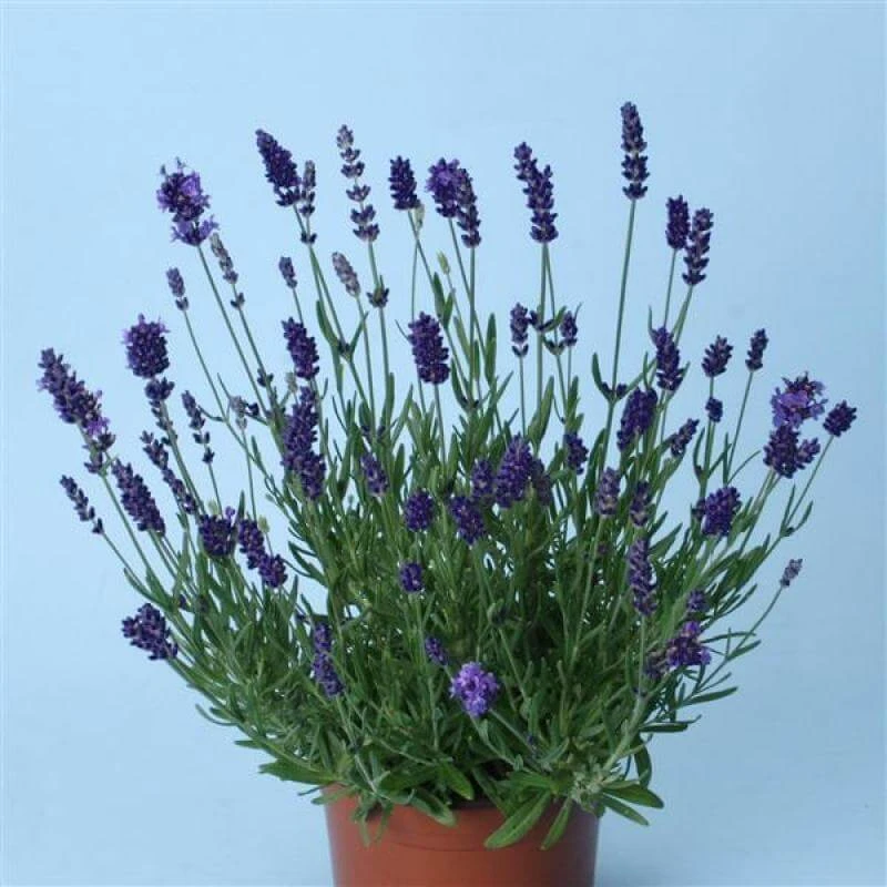 'Ellagance Purple' Lavender 'Ellagance Purple' Lavender -Great Garden Plants Shop lavandula ellagance purple sw