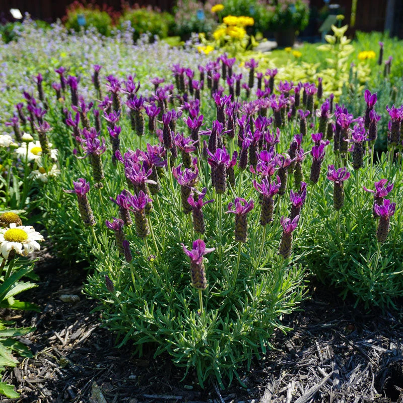 Primavera Spanish Lavender Primavera Spanish Lavender -Great Garden Plants Shop lavandula primavera 1