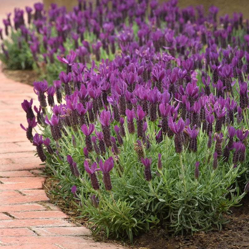 Primavera Spanish Lavender Primavera Spanish Lavender -Great Garden Plants Shop lavandula primavera 2